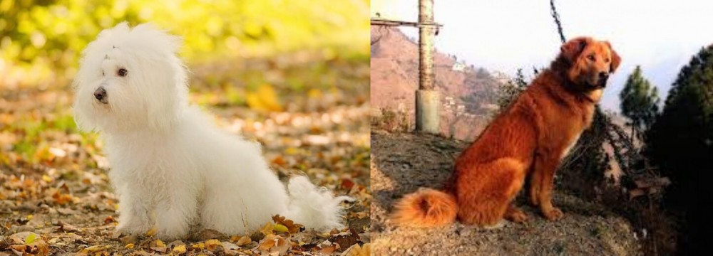 Himalayan Sheepdog vs Bichon Bolognese - Breed Comparison