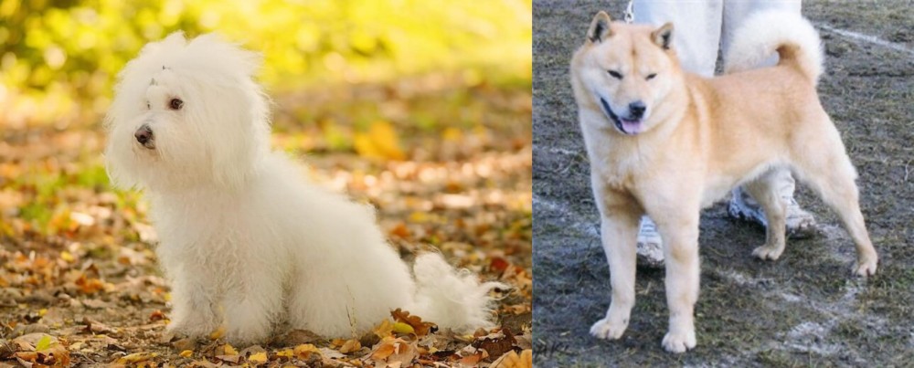 Hokkaido vs Bichon Bolognese - Breed Comparison