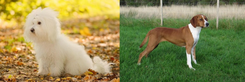 Hygenhund vs Bichon Bolognese - Breed Comparison