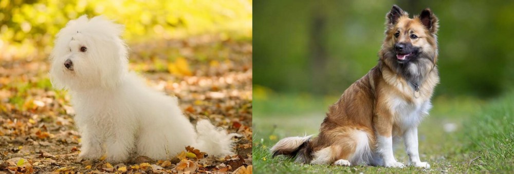 Icelandic Sheepdog vs Bichon Bolognese - Breed Comparison