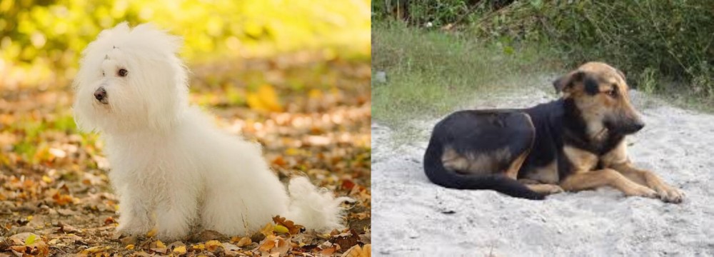 Indian Pariah Dog vs Bichon Bolognese - Breed Comparison
