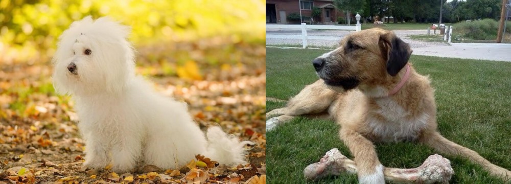 Irish Mastiff Hound vs Bichon Bolognese - Breed Comparison