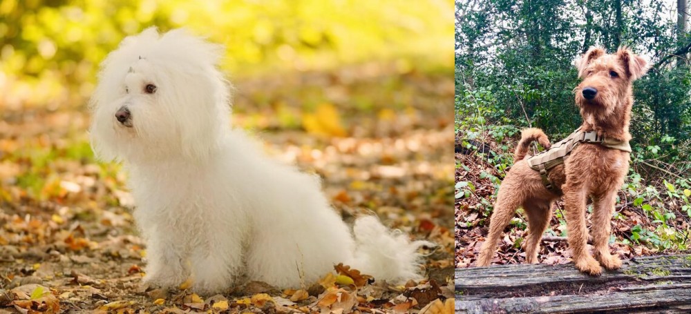 Irish Terrier vs Bichon Bolognese - Breed Comparison