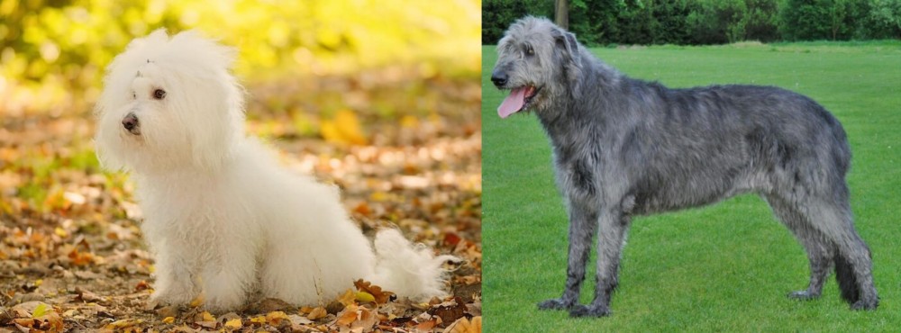 Irish Wolfhound vs Bichon Bolognese - Breed Comparison