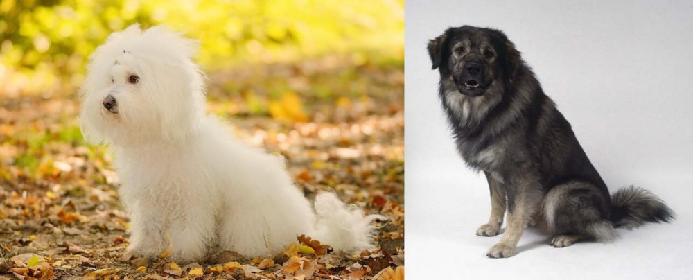 Istrian Sheepdog vs Bichon Bolognese - Breed Comparison
