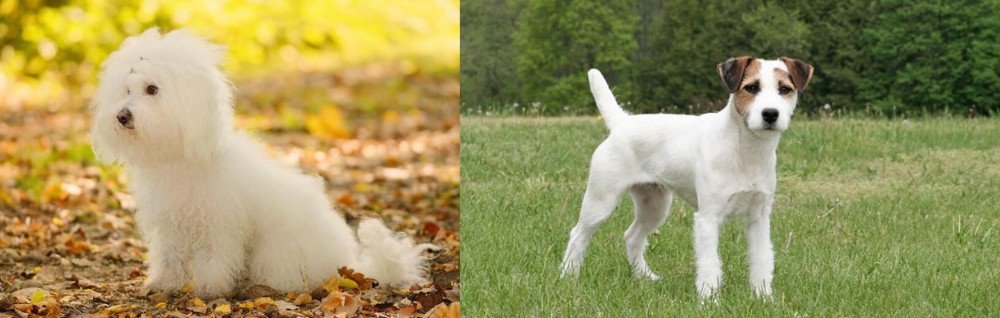 Jack Russell Terrier vs Bichon Bolognese - Breed Comparison