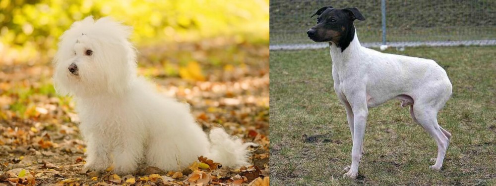 Japanese Terrier vs Bichon Bolognese - Breed Comparison