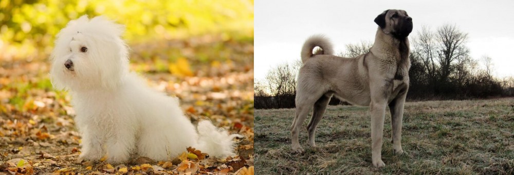 Kangal Dog vs Bichon Bolognese - Breed Comparison