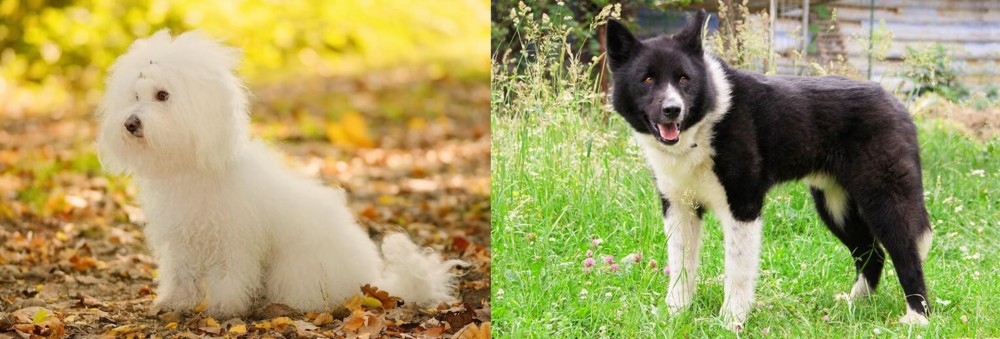 Karelian Bear Dog vs Bichon Bolognese - Breed Comparison