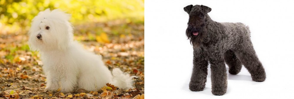 Kerry Blue Terrier vs Bichon Bolognese - Breed Comparison