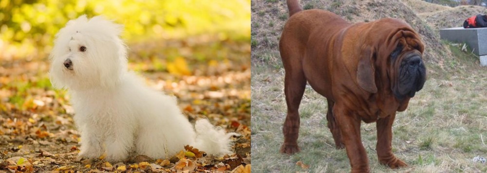 Korean Mastiff vs Bichon Bolognese - Breed Comparison