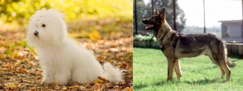 Kunming Dog vs Bichon Bolognese - Breed Comparison