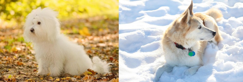 Labrador Husky vs Bichon Bolognese - Breed Comparison