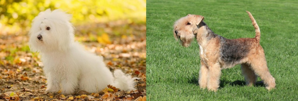 Lakeland Terrier vs Bichon Bolognese - Breed Comparison