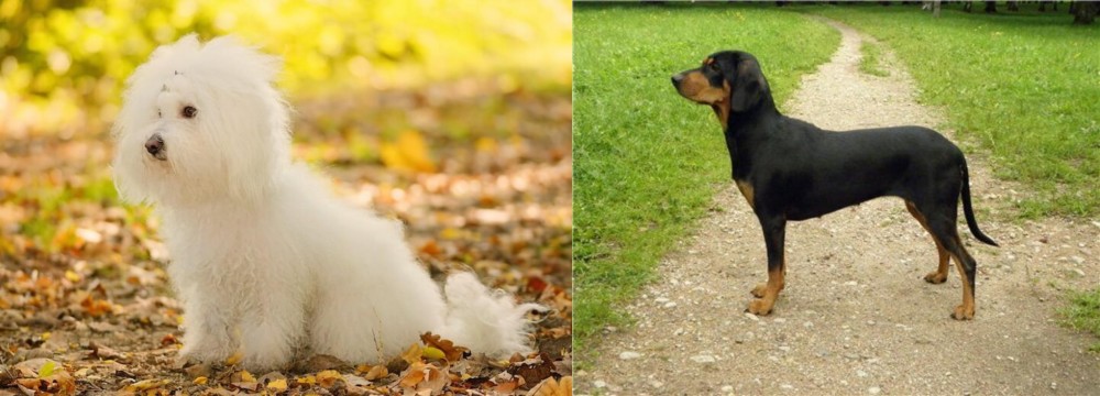 Latvian Hound vs Bichon Bolognese - Breed Comparison