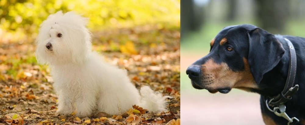 Lithuanian Hound vs Bichon Bolognese - Breed Comparison