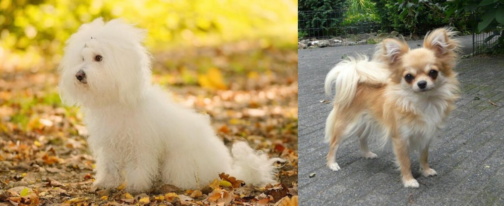 Long Haired Chihuahua vs Bichon Bolognese - Breed Comparison