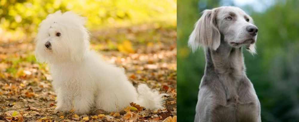 Longhaired Weimaraner vs Bichon Bolognese - Breed Comparison