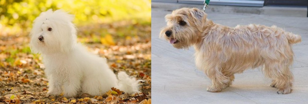 Lucas Terrier vs Bichon Bolognese - Breed Comparison