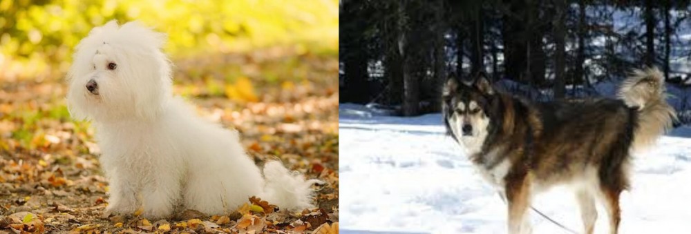 Mackenzie River Husky vs Bichon Bolognese - Breed Comparison