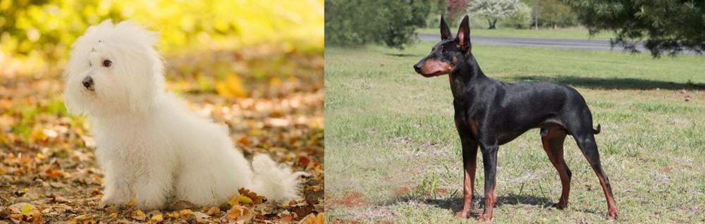 Manchester Terrier vs Bichon Bolognese - Breed Comparison