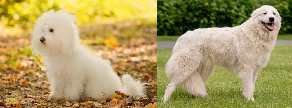 Maremma Sheepdog vs Bichon Bolognese - Breed Comparison