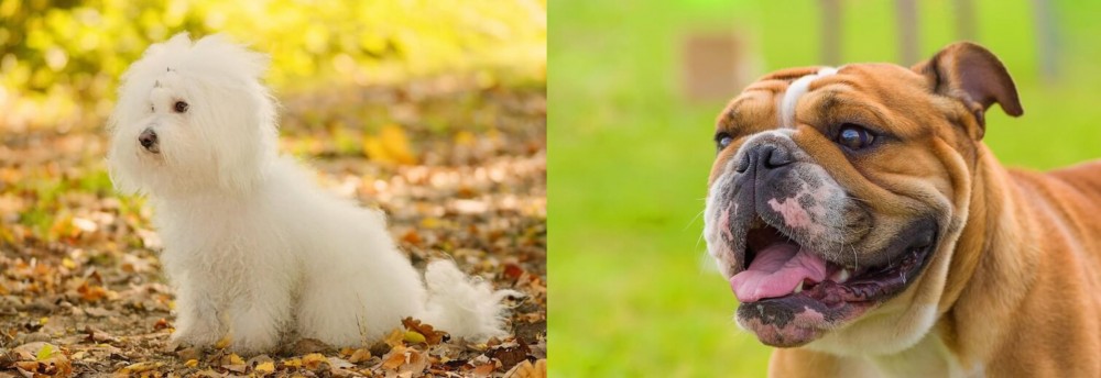 Miniature English Bulldog vs Bichon Bolognese - Breed Comparison