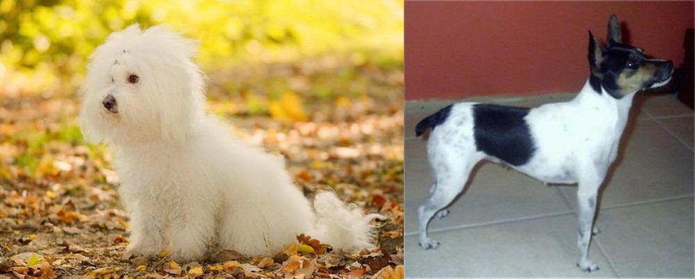 Miniature Fox Terrier vs Bichon Bolognese - Breed Comparison