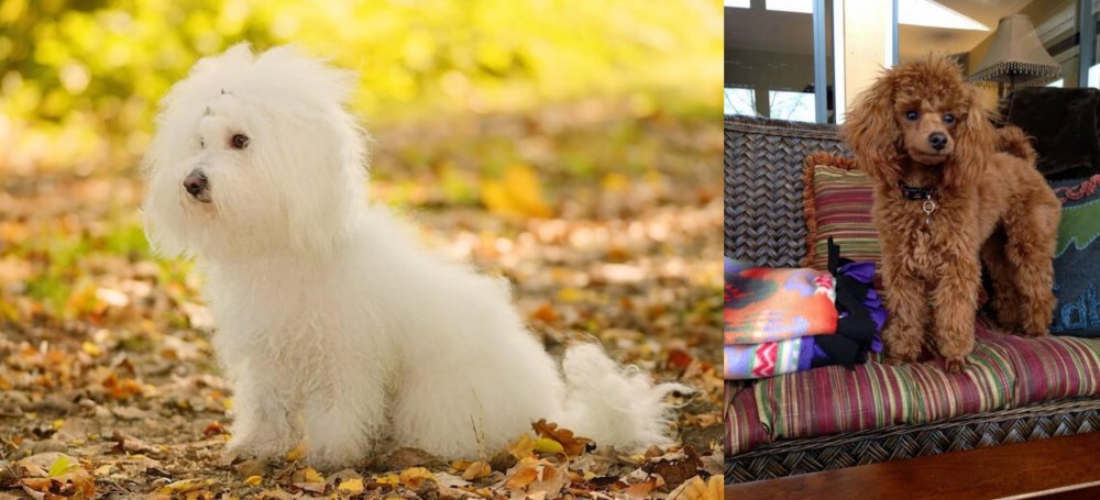 Miniature Poodle vs Bichon Bolognese - Breed Comparison