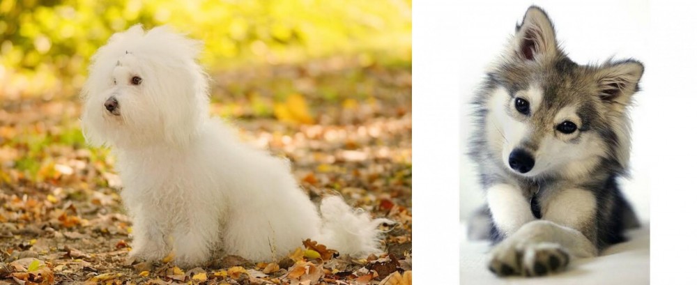 Miniature Siberian Husky vs Bichon Bolognese - Breed Comparison