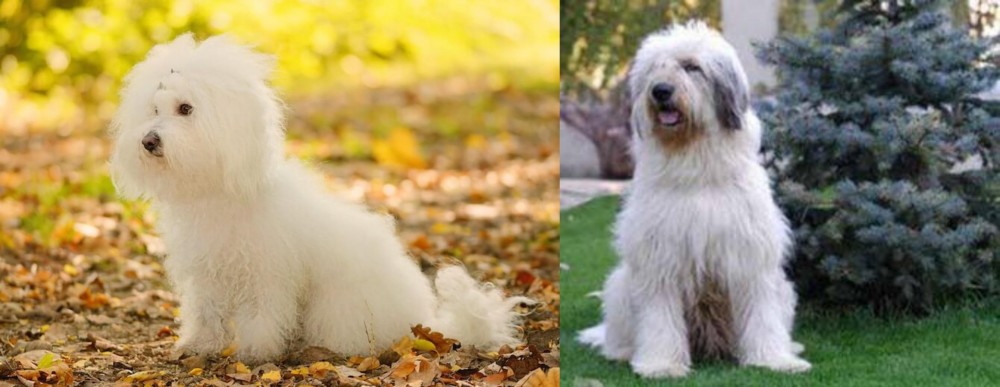 Mioritic Sheepdog vs Bichon Bolognese - Breed Comparison