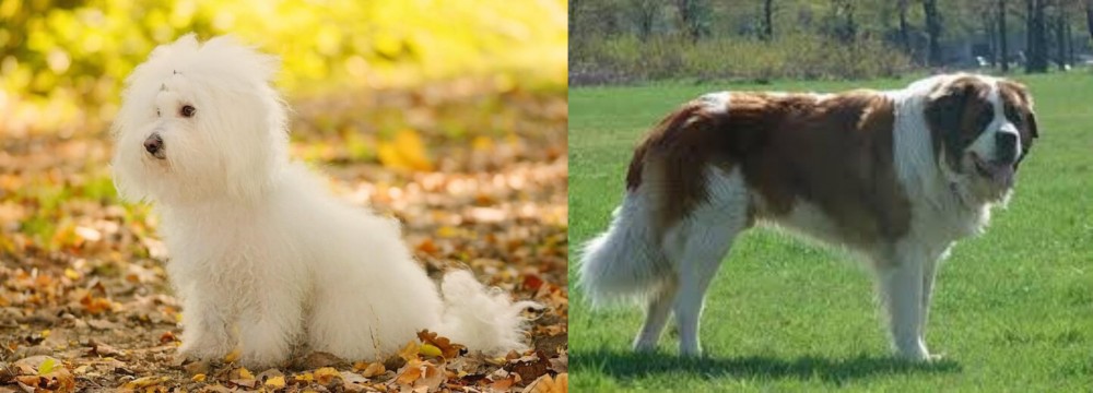 Moscow Watchdog vs Bichon Bolognese - Breed Comparison