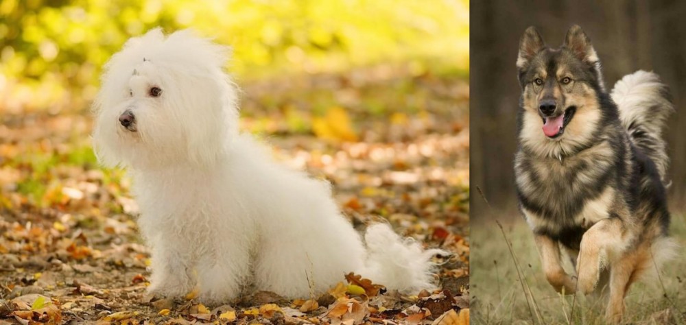 Native American Indian Dog vs Bichon Bolognese - Breed Comparison