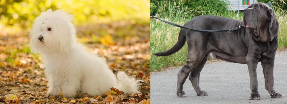 Neapolitan Mastiff vs Bichon Bolognese - Breed Comparison