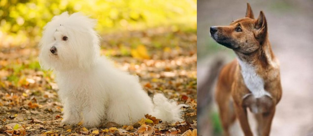 New Guinea Singing Dog vs Bichon Bolognese - Breed Comparison