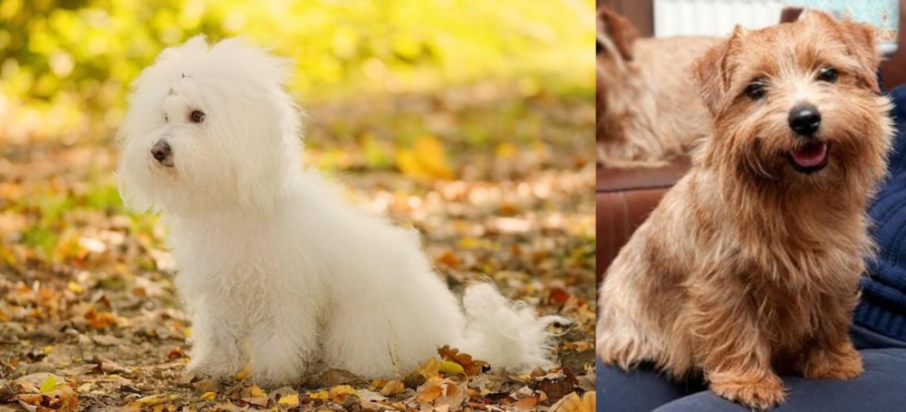 Norfolk Terrier vs Bichon Bolognese - Breed Comparison