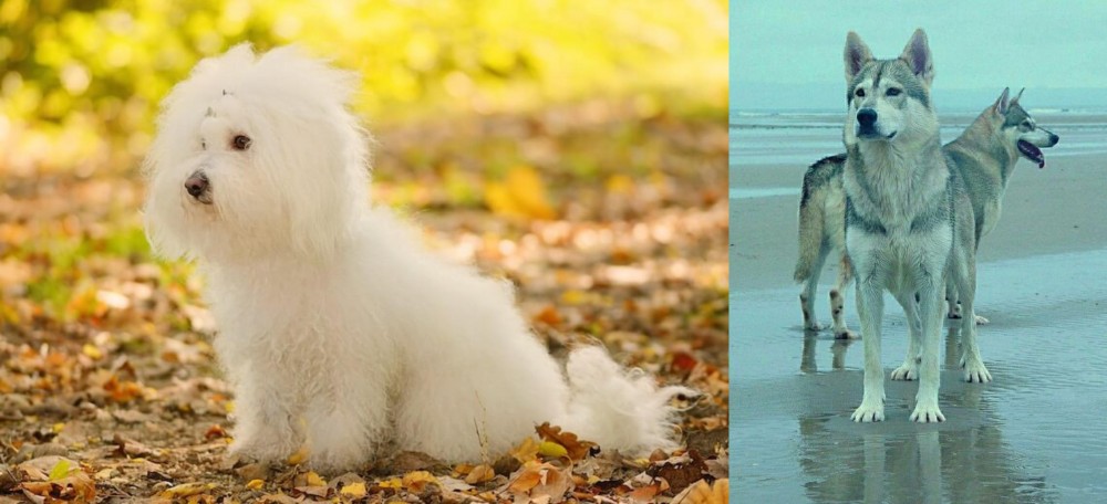 Northern Inuit Dog vs Bichon Bolognese - Breed Comparison