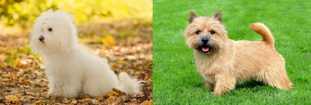 Norwich Terrier vs Bichon Bolognese - Breed Comparison