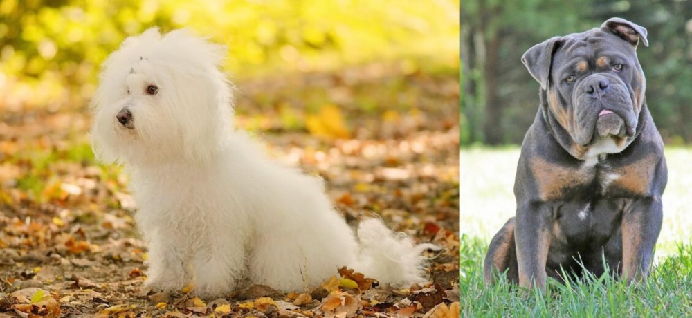 Olde English Bulldogge vs Bichon Bolognese - Breed Comparison