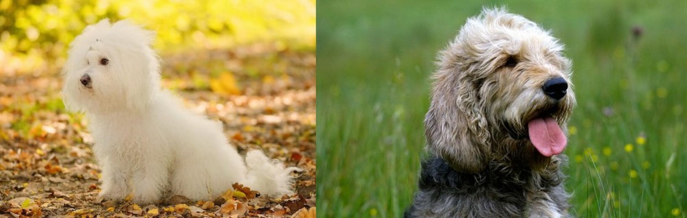 Otterhound vs Bichon Bolognese - Breed Comparison