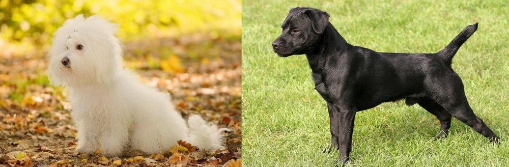 Patterdale Terrier vs Bichon Bolognese - Breed Comparison