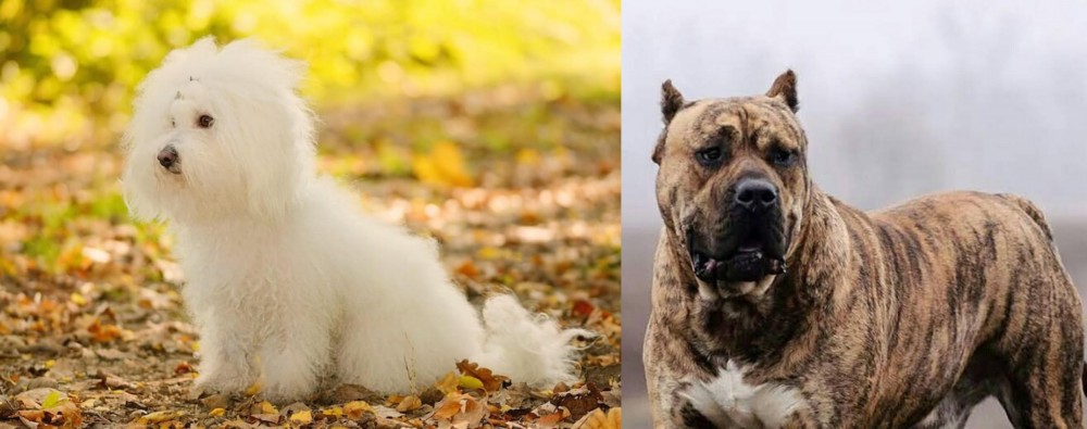 Perro de Presa Canario vs Bichon Bolognese - Breed Comparison