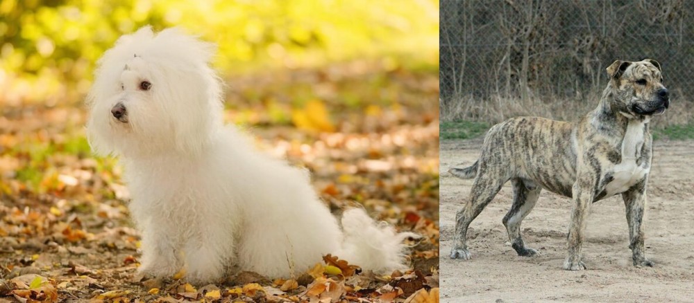 Perro de Presa Mallorquin vs Bichon Bolognese - Breed Comparison