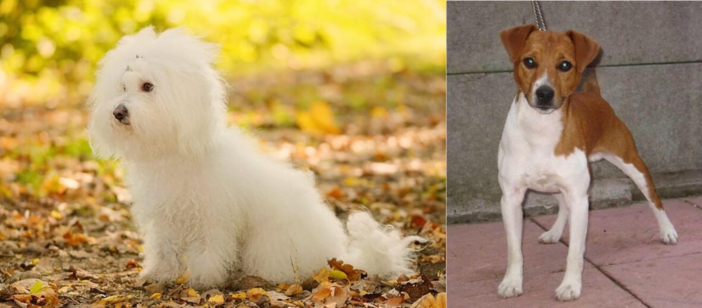 Plummer Terrier vs Bichon Bolognese - Breed Comparison