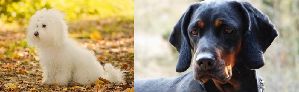 Polish Hunting Dog vs Bichon Bolognese - Breed Comparison