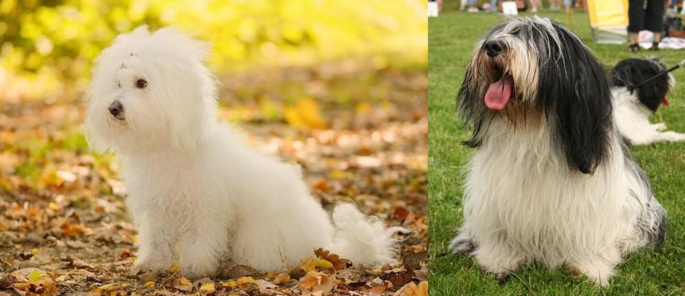 Polish Lowland Sheepdog vs Bichon Bolognese - Breed Comparison
