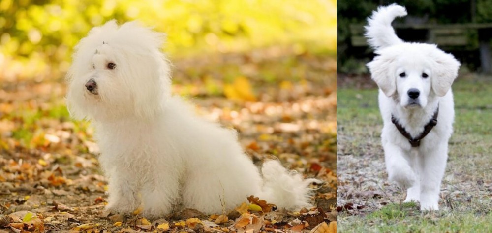 Polish Tatra Sheepdog vs Bichon Bolognese - Breed Comparison