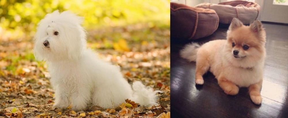 Pomeranian vs Bichon Bolognese - Breed Comparison