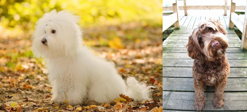 Portuguese Water Dog vs Bichon Bolognese - Breed Comparison