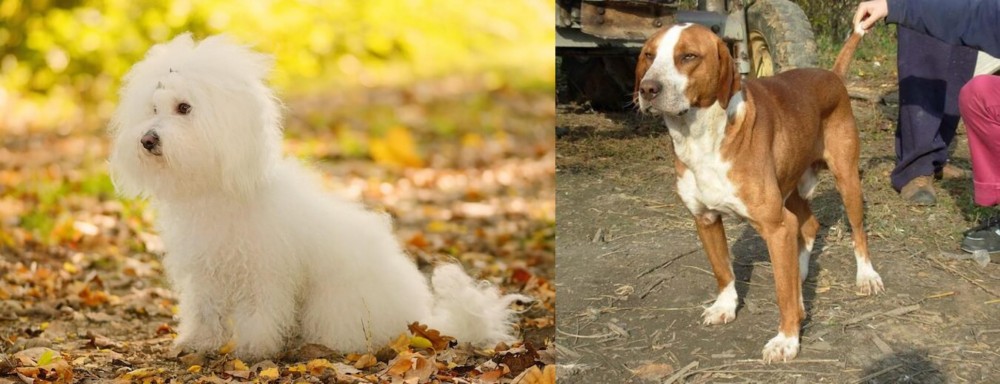 Posavac Hound vs Bichon Bolognese - Breed Comparison